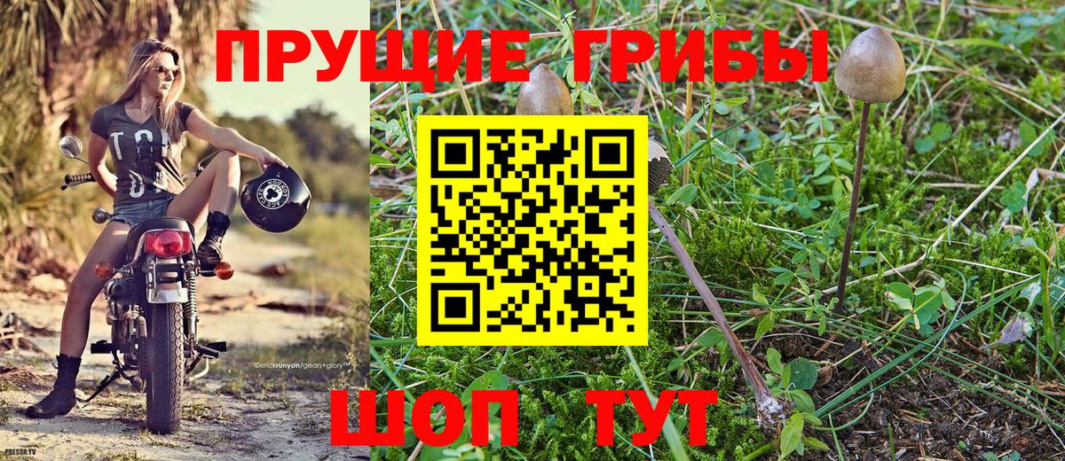 Тула  Псилоцибиновые грибы Psilocybe  Псилоцибиновые грибы GOLDEN TEACHER  Вход с VPN 